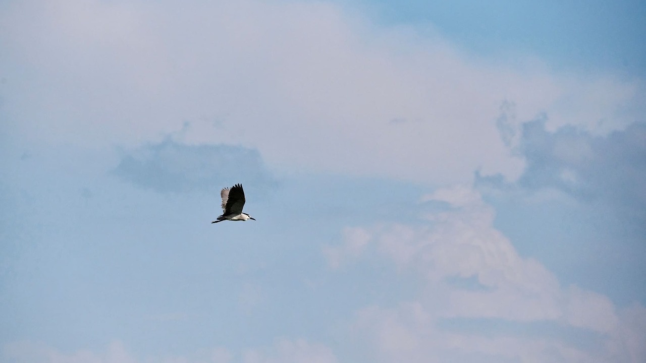 店子埤生態公園