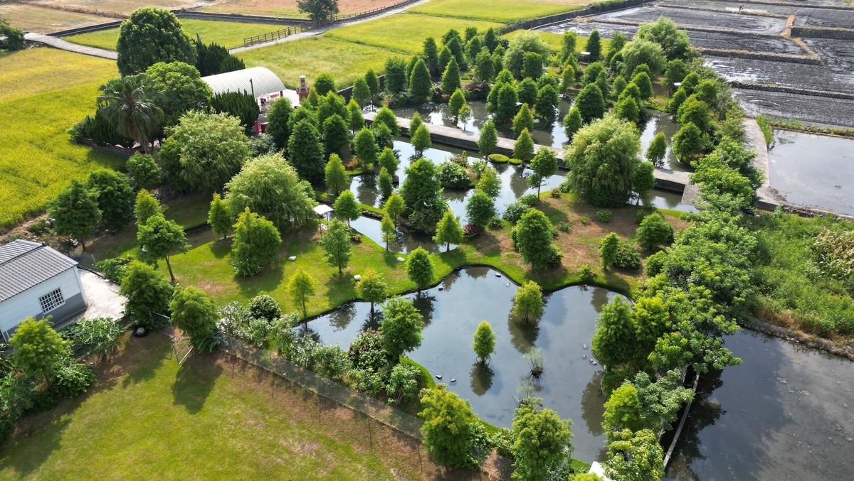 后里 落羽松園區